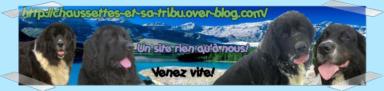 Le blog des Pacotilles